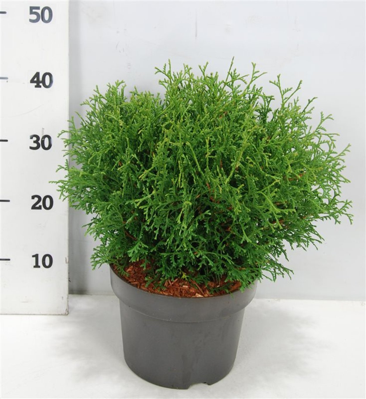 Thuja occ. 'Tiny Tim' - C5 30-40 CM